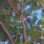 Alumnos del Colegio María Inmaculada colocan nidos de pájaros en el Paseo San Gregorio de Puertollano