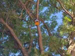 Alumnos del Colegio María Inmaculada colocan nidos de pájaros en el Paseo San Gregorio de Puertollano