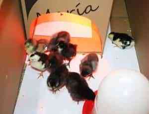 Nacen primeros pollitos del proyecto “La gallina pintarazada” de los escolares del  CEIP Juan Ramón Jiménez de Puertollano