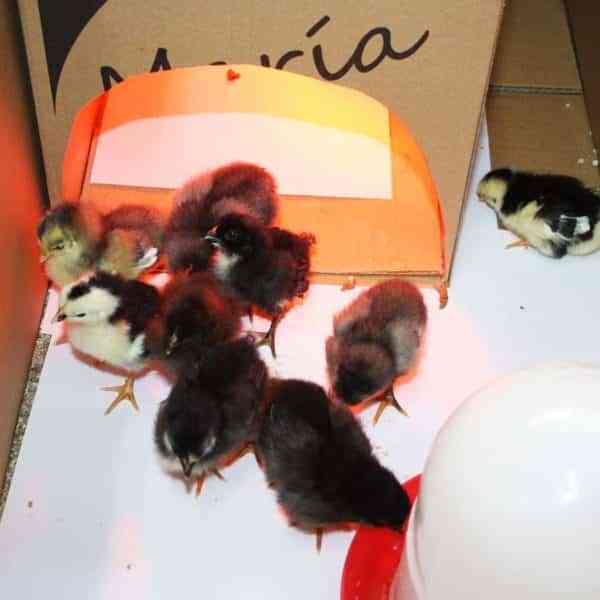 Nacen primeros pollitos del proyecto “La gallina pintarazada” de los escolares del  CEIP Juan Ramón Jiménez de Puertollano