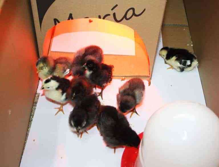 Nacen primeros pollitos del proyecto “La gallina pintarazada” de los escolares del  CEIP Juan Ramón Jiménez de Puertollano