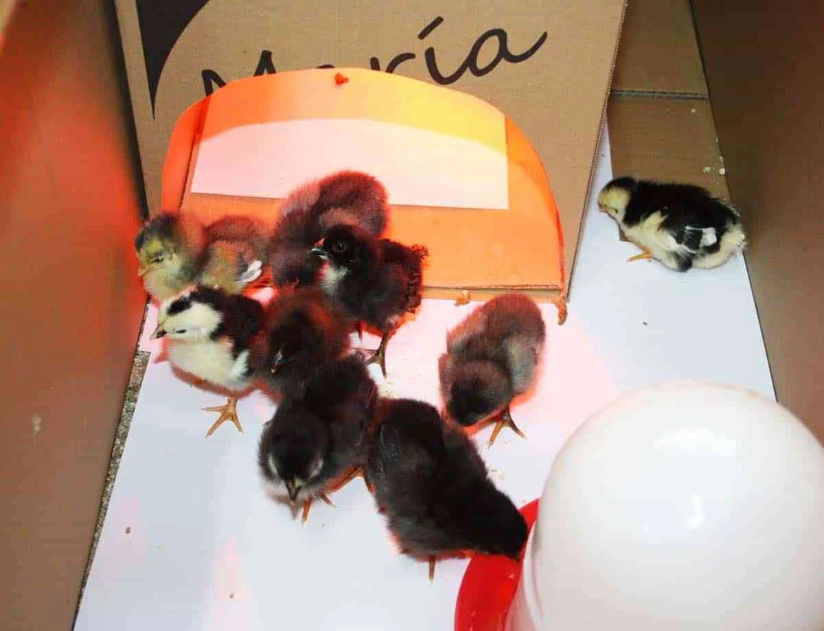 Nacen primeros pollitos del proyecto “La gallina pintarazada” de los escolares del  CEIP Juan Ramón Jiménez de Puertollano