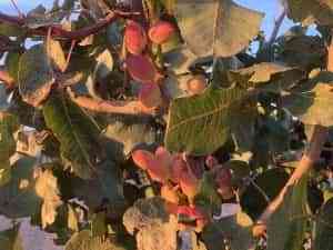 'El Chaparrillo', guardián de 60 variedades de pistachero inscritas en el sistema de la FAO