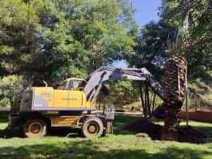 En marcha las labores de trasplante de ejemplares arbóreos afectados por remodelación del Paseo del Bosque en Puertollano