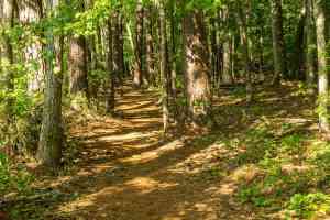 Durante Semana Santa, más de 2.500 alumnos de 19 municipios podrán acceder a los comedores escolares abiertos por el Gobierno regional.