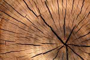 Tres proyectos empresariales con una inversión de 100 millones de euros se ponen en marcha esta semana en la región, valorados por el Gobierno autonómico.