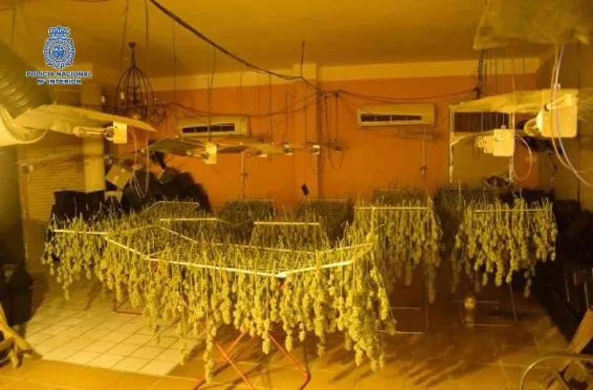 “Desarticulan cultivo ilegal de marihuana en Ciudad Real: 12 detenidos y 915 plantas incautadas en cuatro plantaciones”