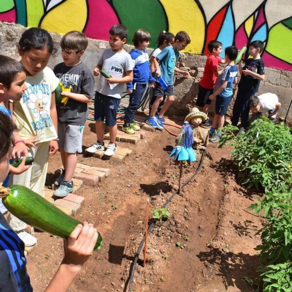 Recogidas las primeras cosechas del huerto escolar del colegio Tierno Galván de Puertollano