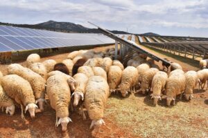 Campaña especial de prevención de incendios con ovejas “bomberas” realizarán en zonas verdes periféricas de la ciudad de Puertollano