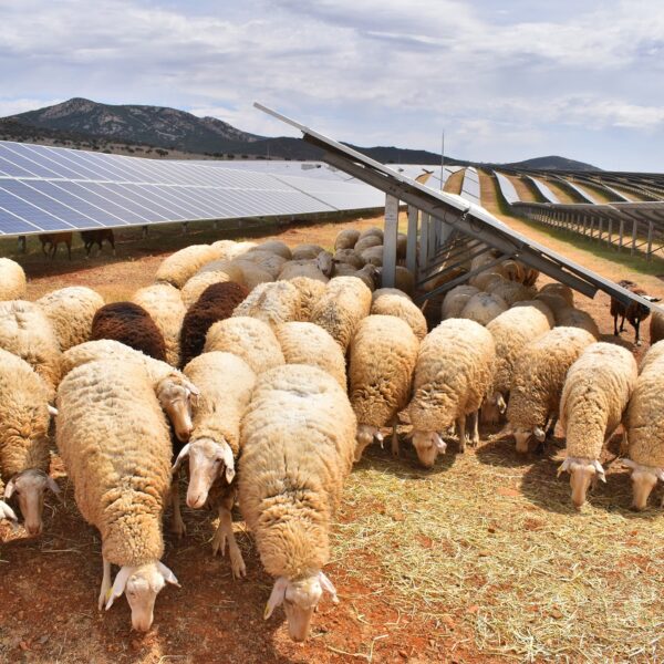 Campaña especial de prevención de incendios con ovejas “bomberas” realizarán en zonas verdes periféricas de la ciudad de Puertollano