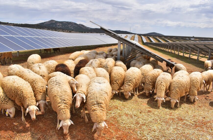 Campaña especial de prevención de incendios con ovejas “bomberas” realizarán en zonas verdes periféricas de la ciudad de Puertollano