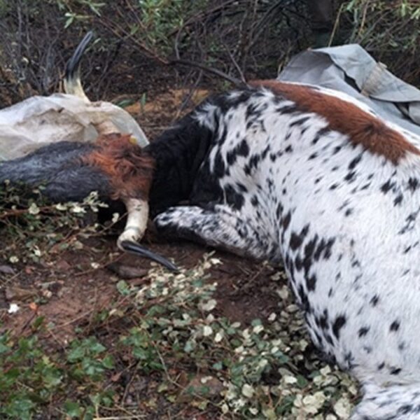 Detenidos por disparar y matar vacas en San Lorenzo de Calatrava, Ciudad Real