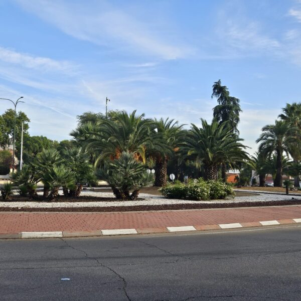 Embellecimiento de la ciudad a través de un planning de plantación, a cargo de la concejalía de Medio Ambiente, Parques y Jardines.