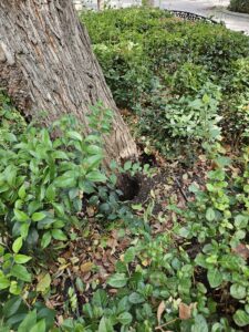 Obligan a retirar un árbol centenario del Paseo debido al fuerte vendaval del domingo