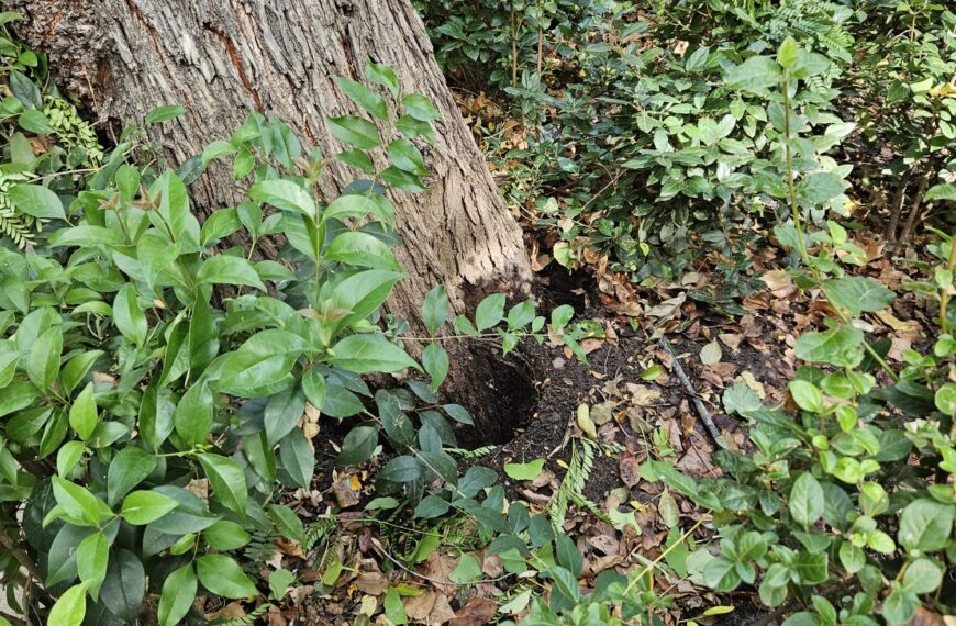 Obligan a retirar un árbol centenario del Paseo debido al fuerte vendaval del domingo
