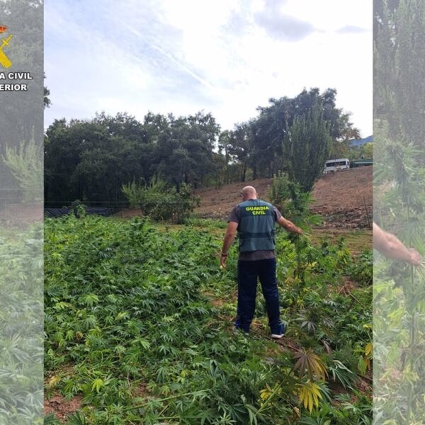 Operativo en Fuencaliente culmina con la captura de tres individuos y el decomiso de un plantío de más de 2.500 plantas de marihuana
