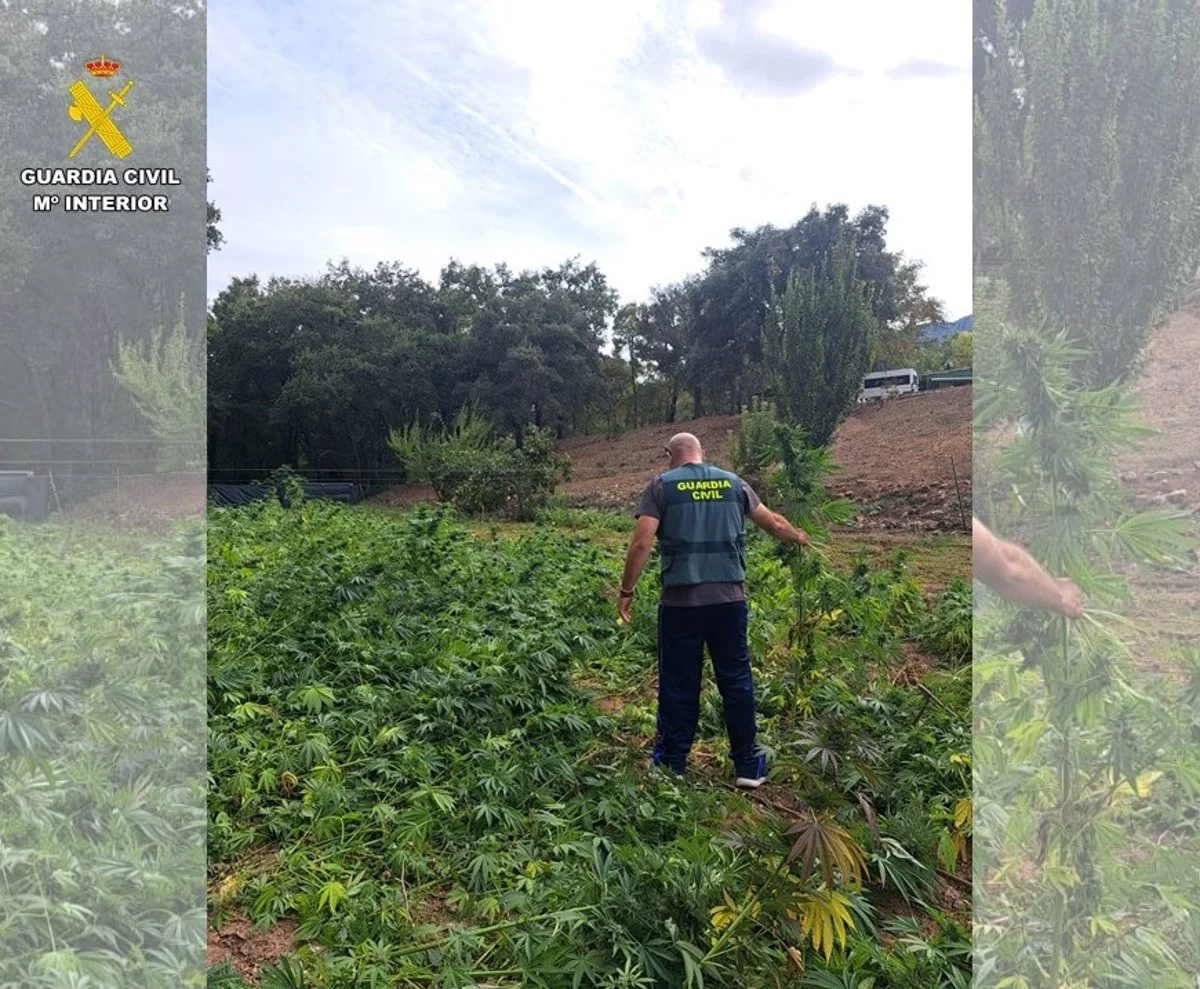 Operativo en Fuencaliente culmina con la captura de tres individuos y el decomiso de un plantío de más de 2.500 plantas de marihuana