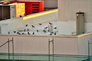 Segunda Etapa en Marcha para el Manejo de Poblaciones de Palomas en Puertollano