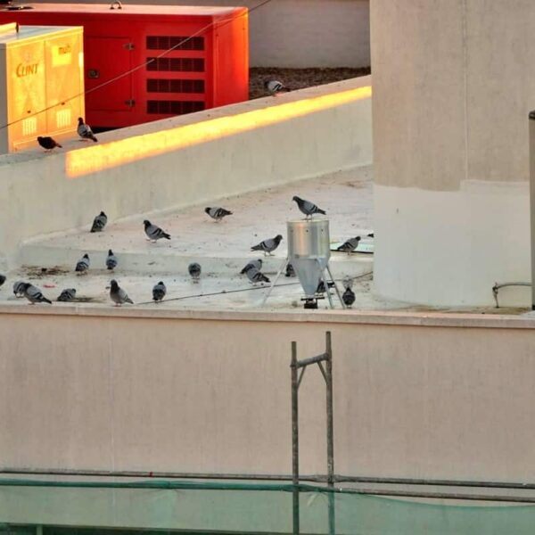 Segunda Etapa en Marcha para el Manejo de Poblaciones de Palomas en Puertollano