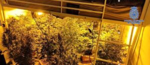 Desmantelan Red de Cultivo y Exportación de Marihuana en Puertollano con la Detención de Tres Sospechosos