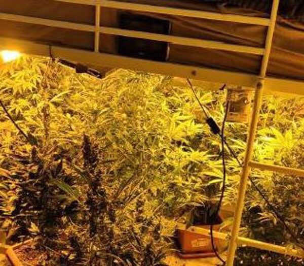 Desmantelan Red de Cultivo y Exportación de Marihuana en Puertollano con la Detención de Tres Sospechosos
