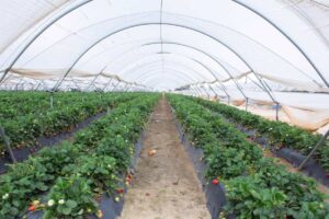 Castilla-La Mancha impulsa la sostenibilidad agrícola con la primera planta de reciclaje de acolchados de invernadero en Puertollano