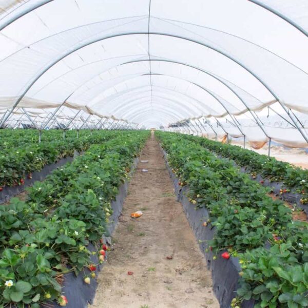 Castilla-La Mancha impulsa la sostenibilidad agrícola con la primera planta de reciclaje de acolchados de invernadero en Puertollano