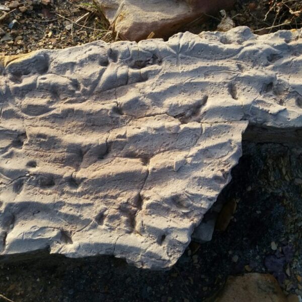 La Pompella Paleobotánica de Puertollano: Un Tesoro en el Corazón del Geoparque Avalado por la UNESCO