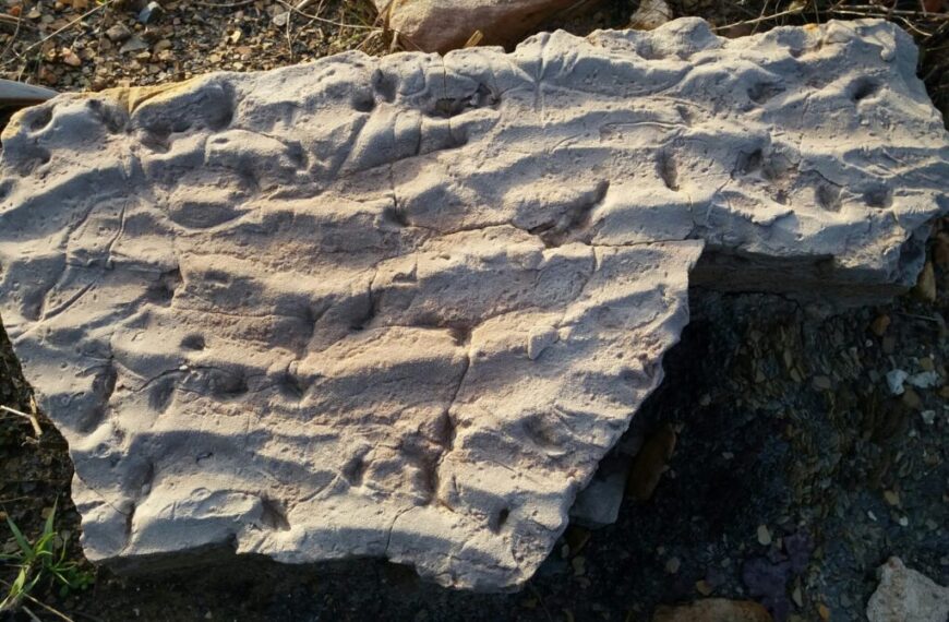 La Pompella Paleobotánica de Puertollano: Un Tesoro en el Corazón del Geoparque Avalado por la UNESCO