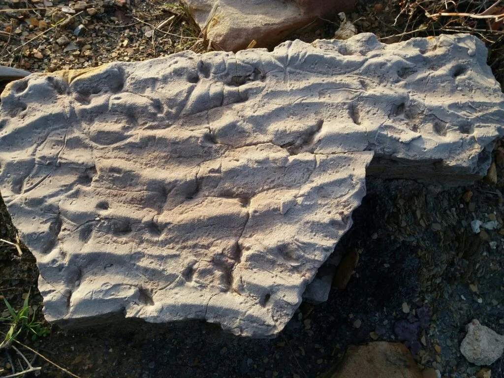 La Pompella Paleobotánica de Puertollano: Un Tesoro en el Corazón del Geoparque Avalado por la UNESCO