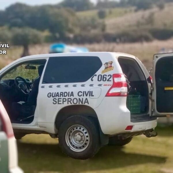 Investigado por Atacar a Gatos con Carabina de Aire Comprimido en Puebla del Príncipe