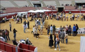I Concurso Nacional Canino en Puertollano: 56 Perros Compiten por el Título