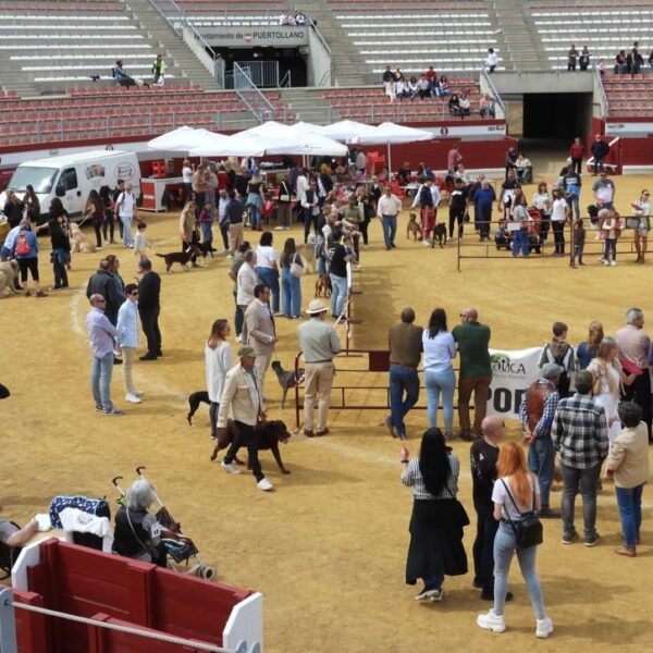 I Concurso Nacional Canino en Puertollano: 56 Perros Compiten por el Título