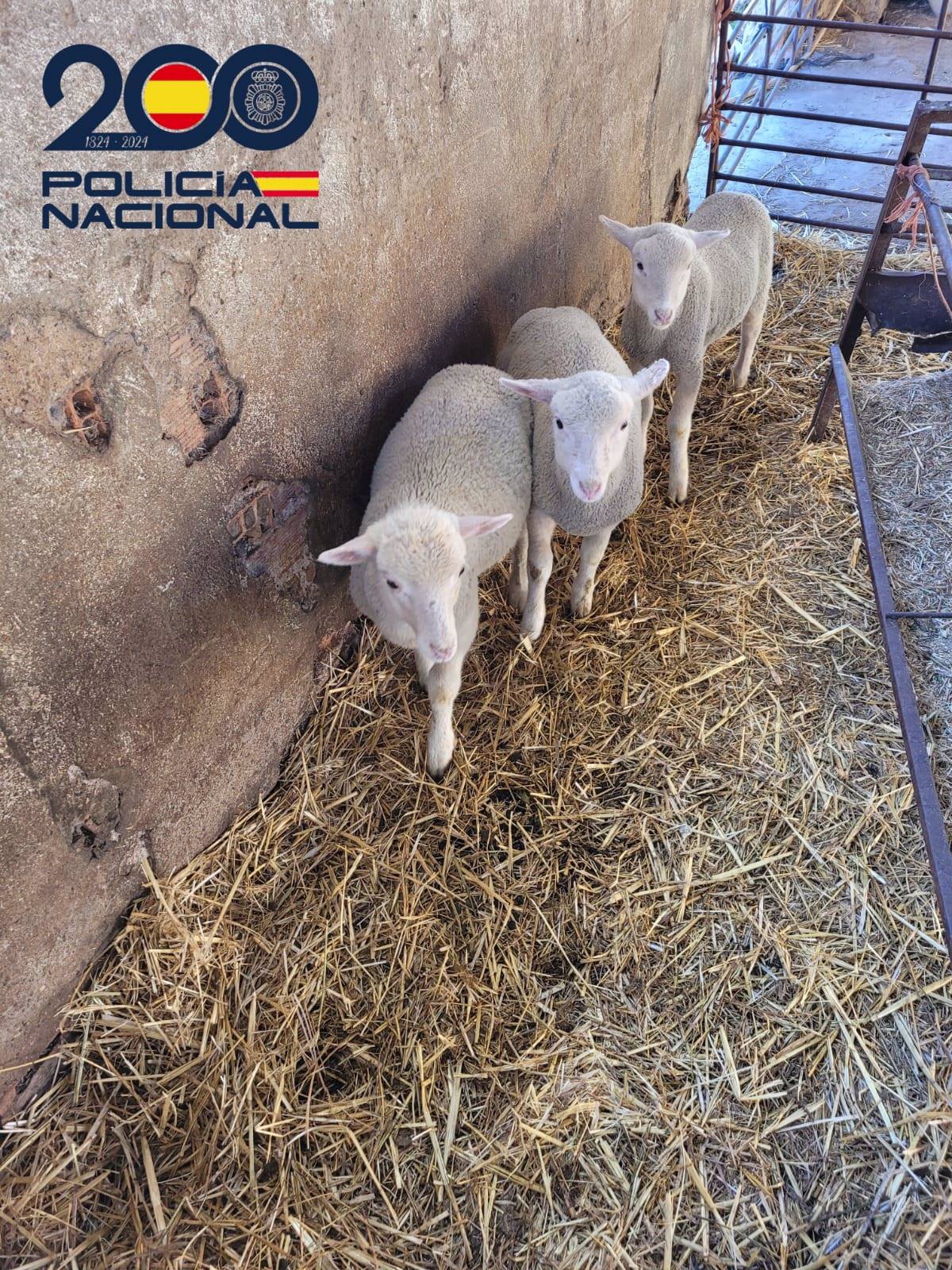 La Policía Captura A Dos Ladrones De Corderos En Explotaciones Ganaderas De Puertollano