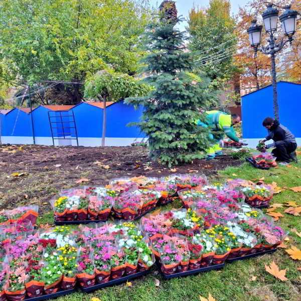 El Paseo de San Gregorio se engalana con cientos de plantas para las festividades navideñas gracias a la iniciativa del Ayuntamiento