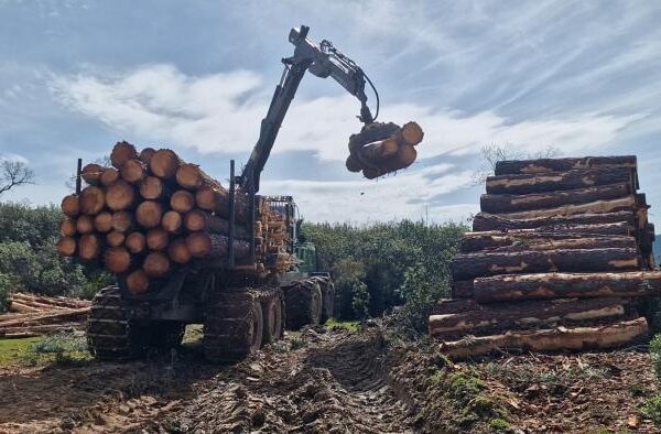 Impulso del gobierno regional en gestión forestal y creación de mancomunidades para competitividad sector forestal