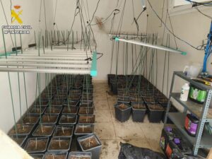 Desmantelado un cultivo intensivo de marihuana en Almodóvar del Campo con tres detenidos