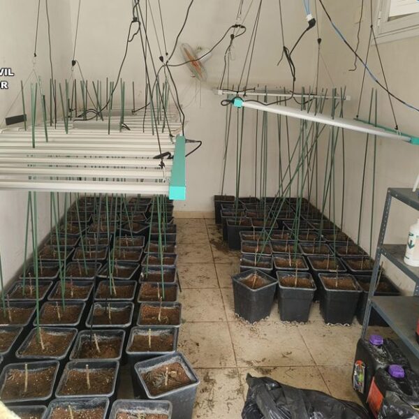 Desmantelado un cultivo intensivo de marihuana en Almodóvar del Campo con tres detenidos