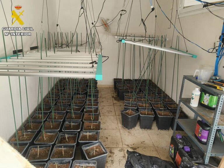 Desmantelado un cultivo intensivo de marihuana en Almodóvar del Campo con tres detenidos