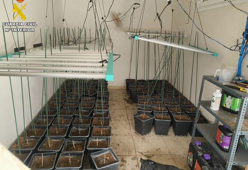 Desmantelado un cultivo intensivo de marihuana en Almodóvar del Campo con tres detenidos